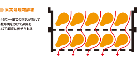 果実処理箱詳細